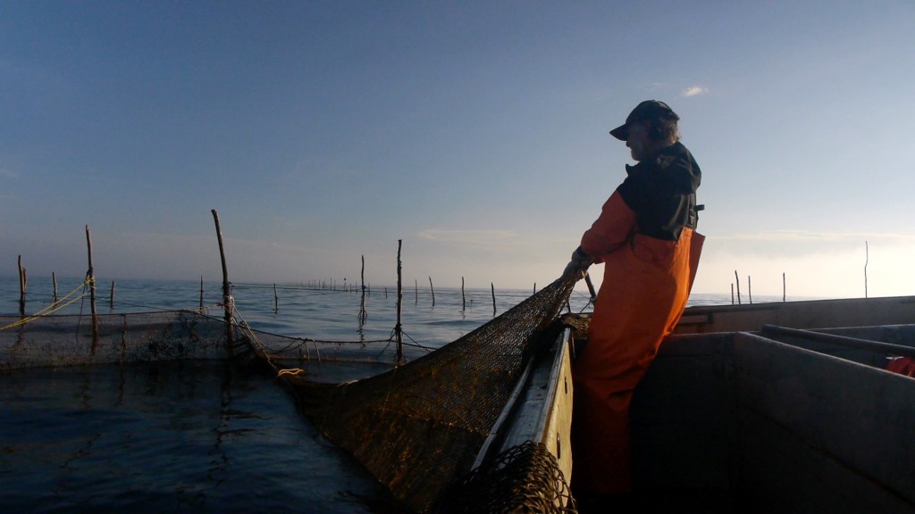A fisherman hauls in a net from the ocean.