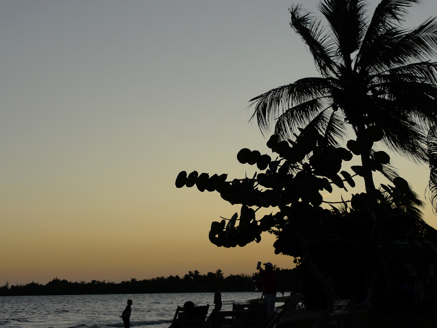 A silhouette of a palm tree with coconuts at sunset.