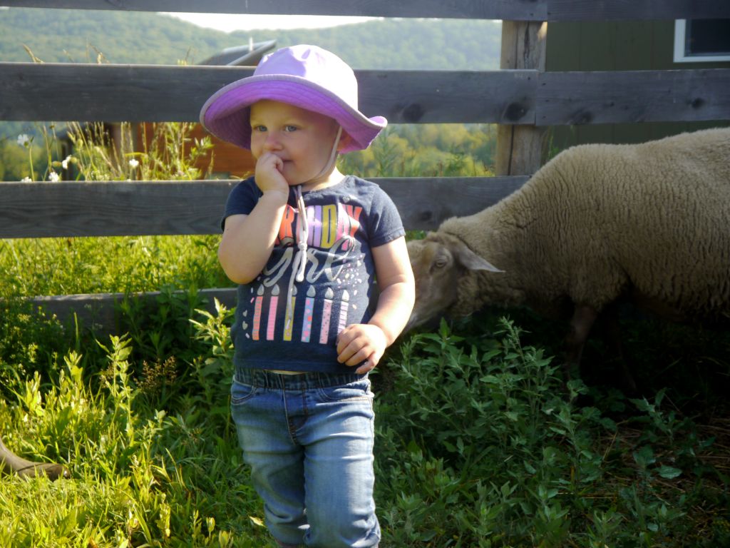 Little girl standing next to a sheep.