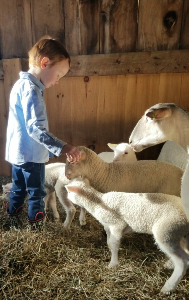 Little boy with baby lambs in a barn.