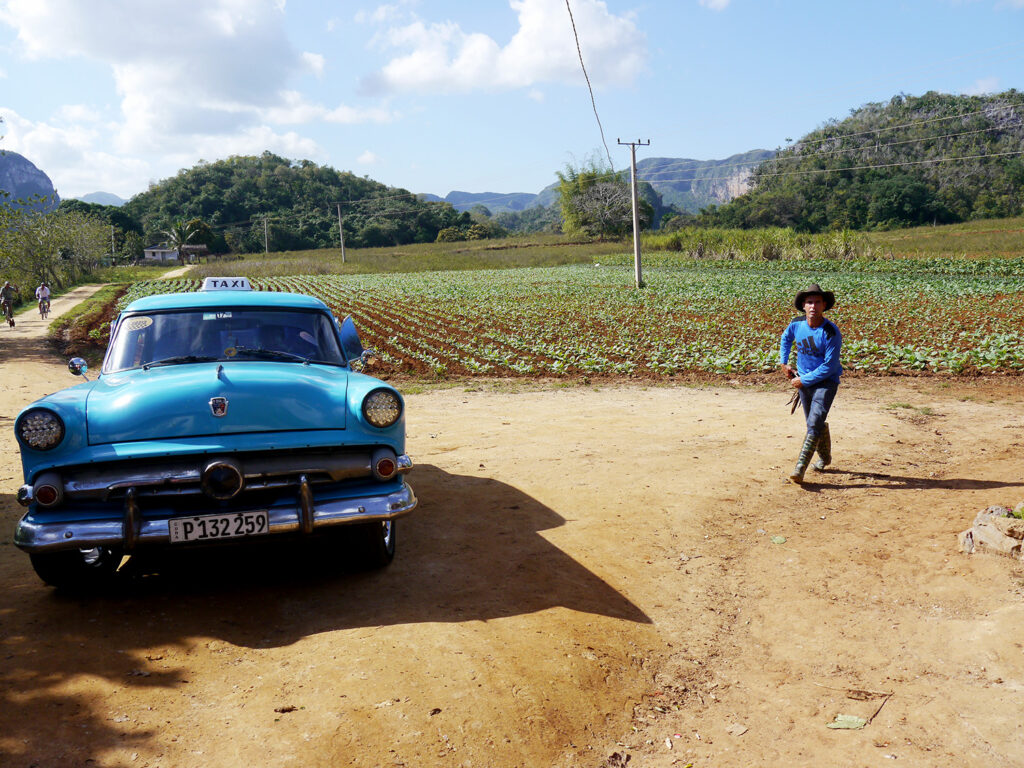 A man walks quickly past a blue 1950s car parked next to a tobacco field in Cuba.