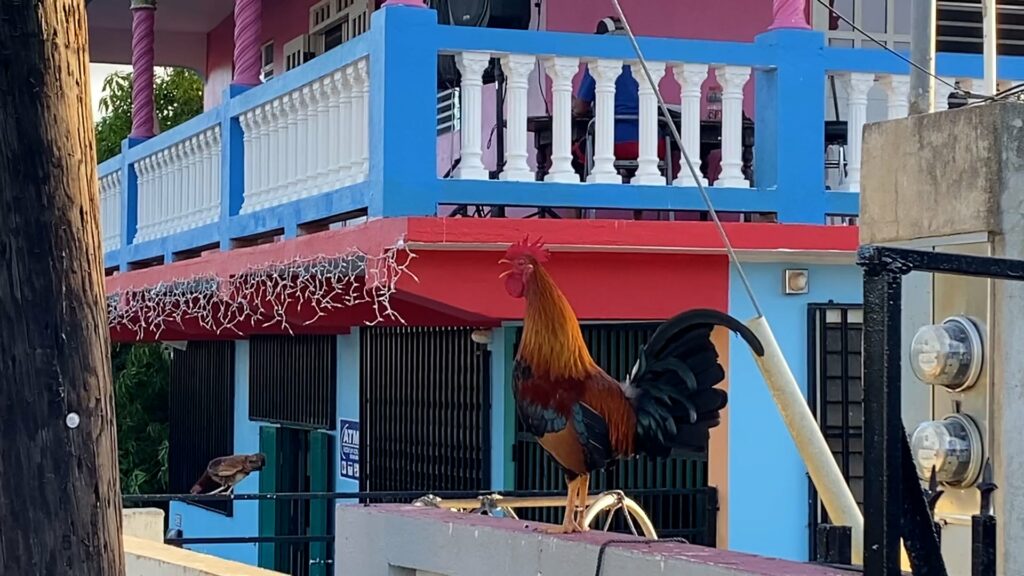 A rooster crowing in front of a red and blue building.